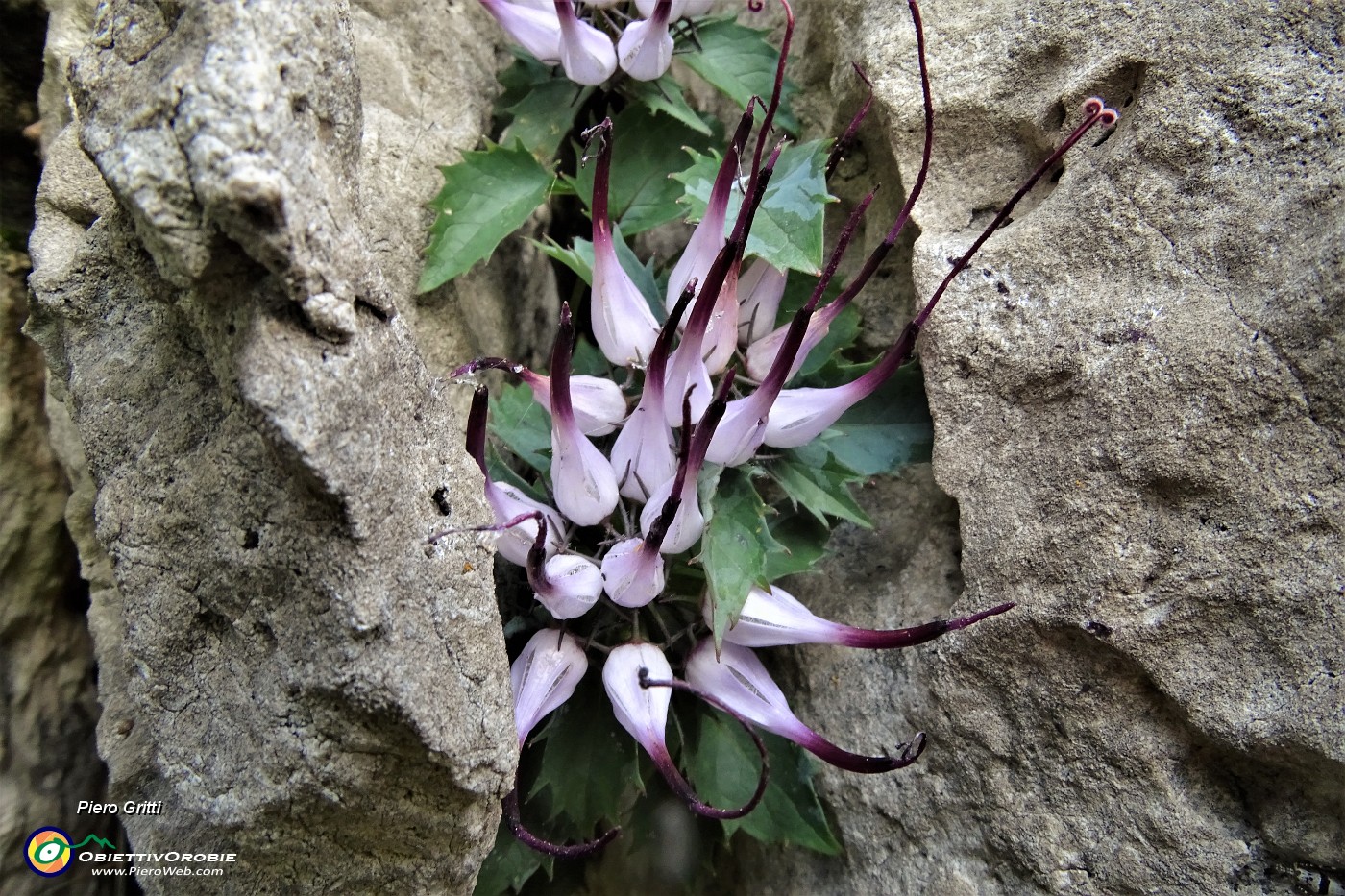 07 Raponzolo di roccia (Physoplexis comosa) in Filaressa.JPG